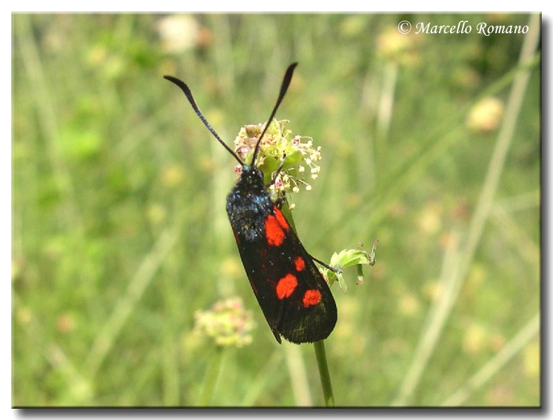 Zygaena viciae o lonicerae, questo  il dilemma